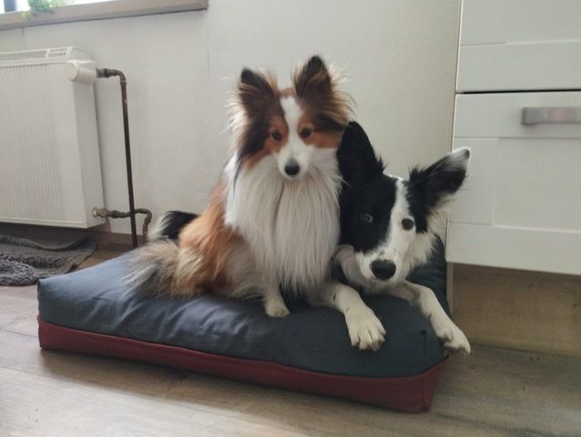 Dogfuton BW8