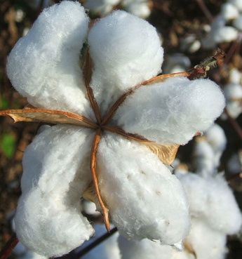 Cotton flower, ripe for harvesting