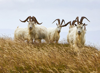 Cashmere goats in Scotland