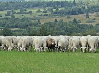 Merino sheep in Burgenland
